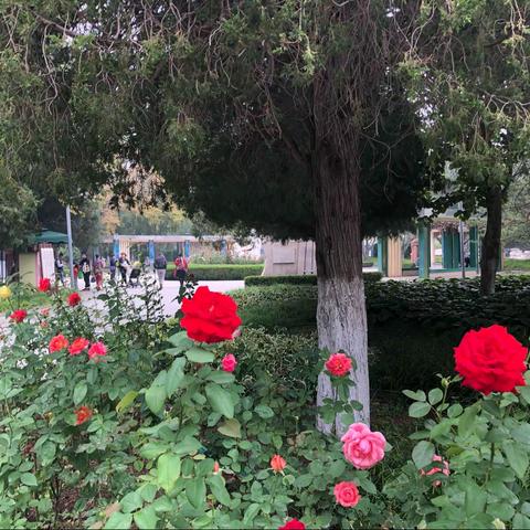 五分钱的奶油冰棍