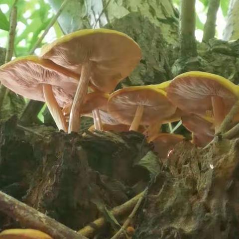 第二十周虎园最美发现