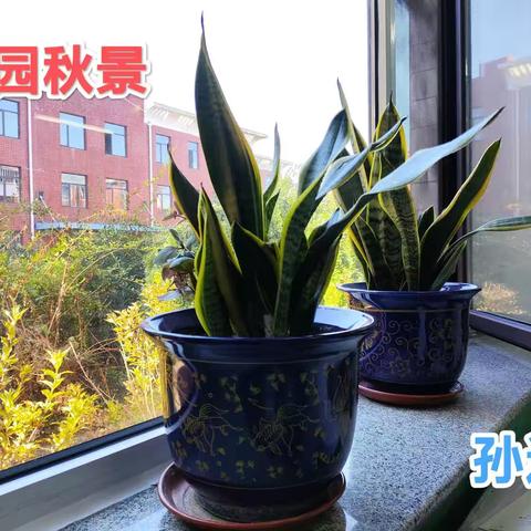 第二周虎园最美发现