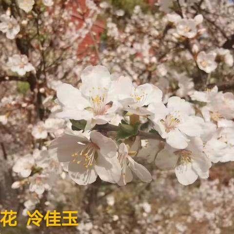 第六周虎园最美发现