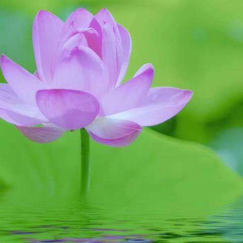 那朵莲