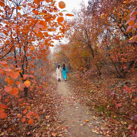 淇河红叶红似火，片片红叶寄深情