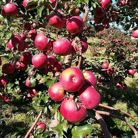 맹령셀렌사과 따기 체험