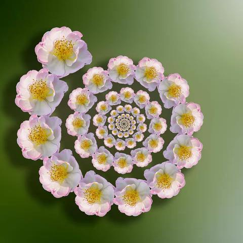 花花草草随拍（三）