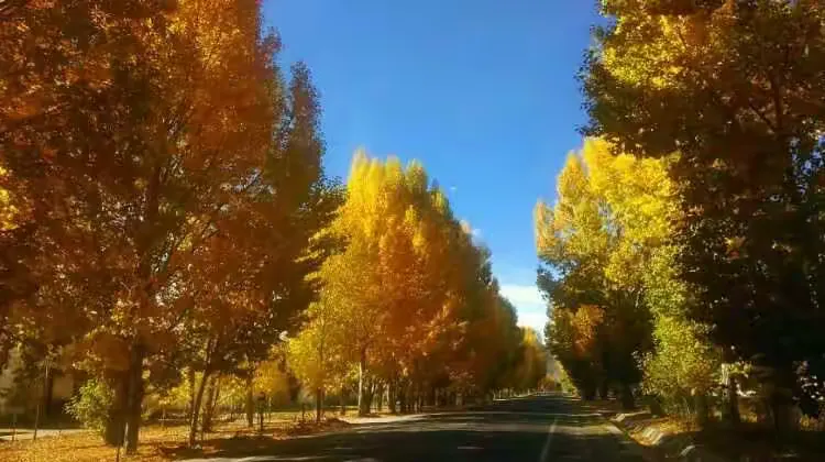 秋树市场价格