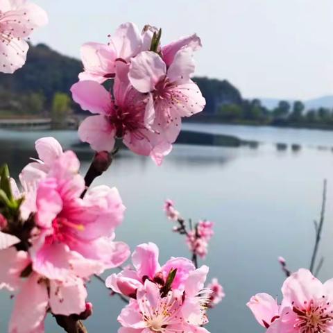 花儿的“七宗最”——岳阳楼小学390班“停课不停学”学习纪实