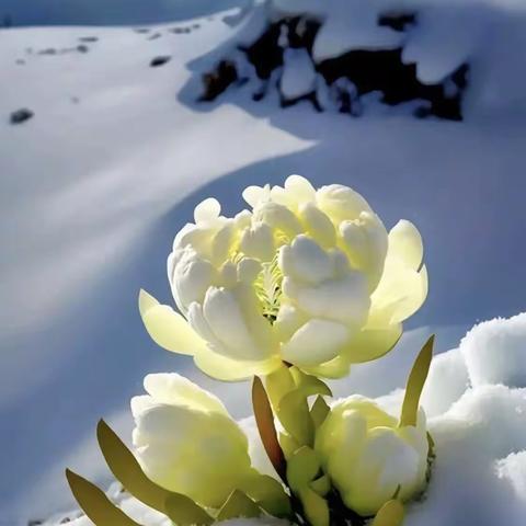 【最美“雪莲花”】（截图）