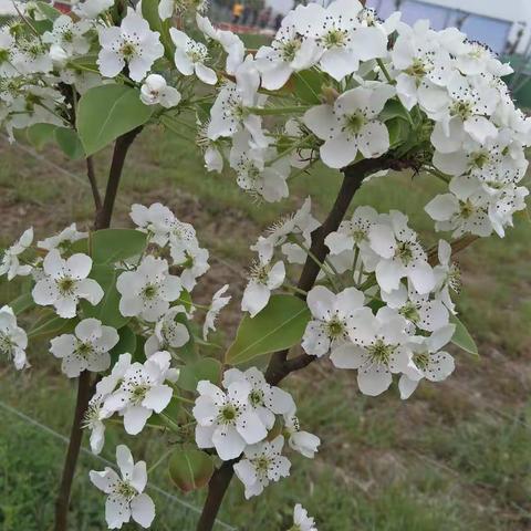 参加霍邱县首届梨花节的姐妹们