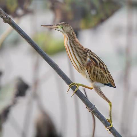 黄苇鳽