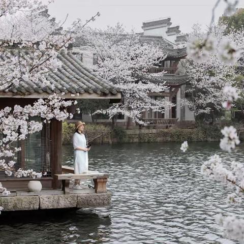 天花板级樱花观赏点|杭州梦溪苑游记