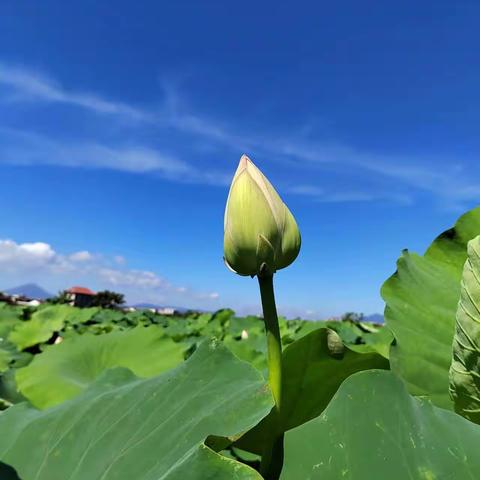 又是一年荔枝红了——双福村