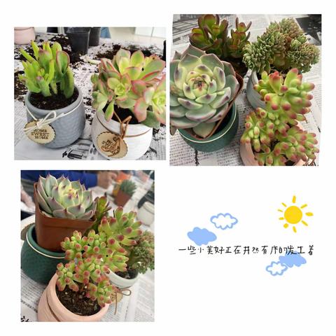 🌈太阳路“万里晴空，阳光灿烂”多肉种植活动