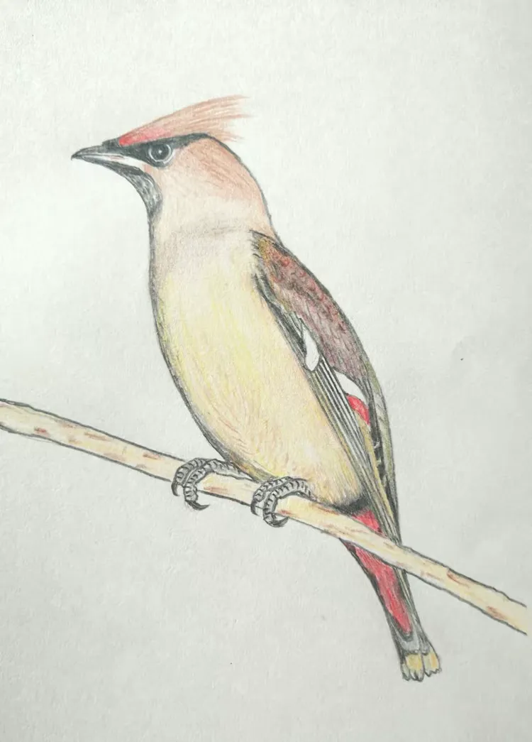 禽鸟诗画:小型鸟类