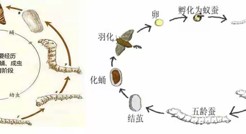 蚕宝宝生长记