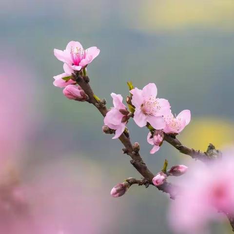 文宫桃花别样红