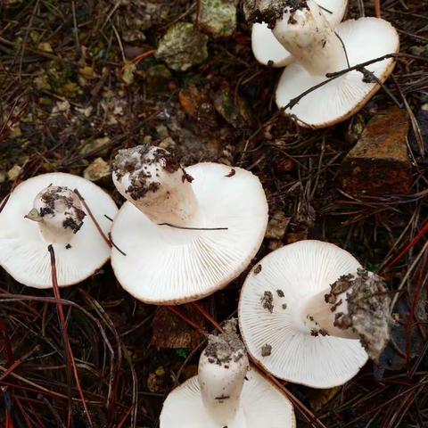 山上的蘑菇，你莫乱采