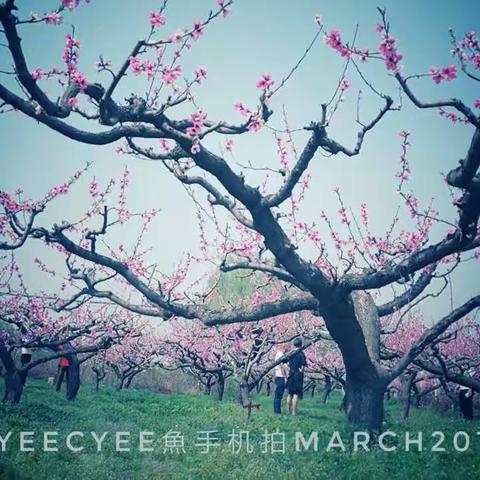 三月的各种花花儿开-Cyeecyee魚手机拍