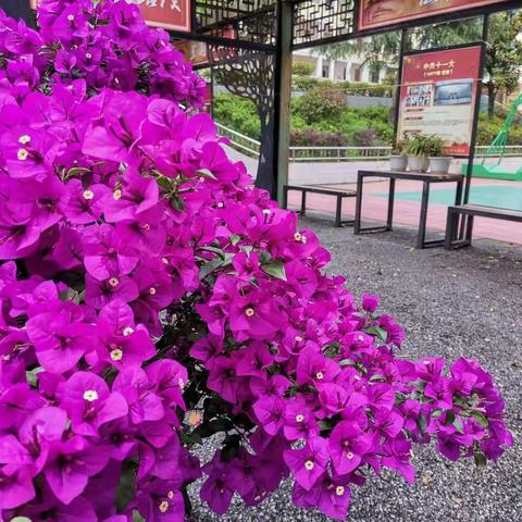 你若盛开，清风自来