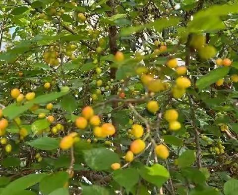 关于小学生在校吃零食的调查报告（转载）