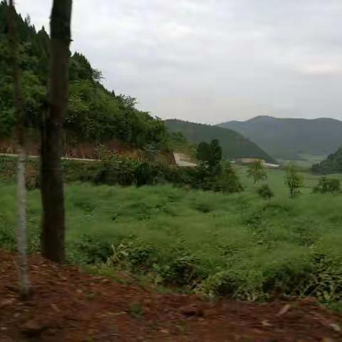 绿色园地