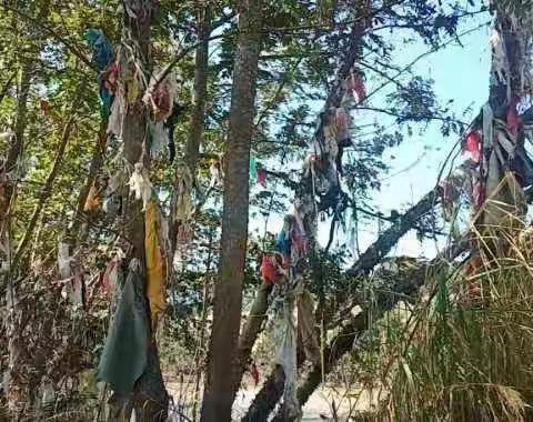 尤溪河梅仙段河道洪灾过后，河中绿洲重换新颜