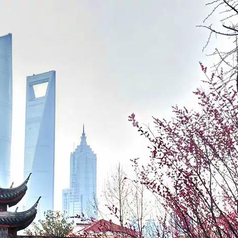 世纪公园、上海梅园一日游