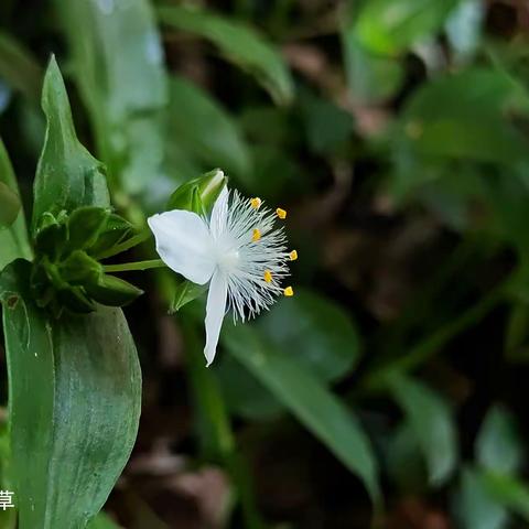 庭院里的野花小草