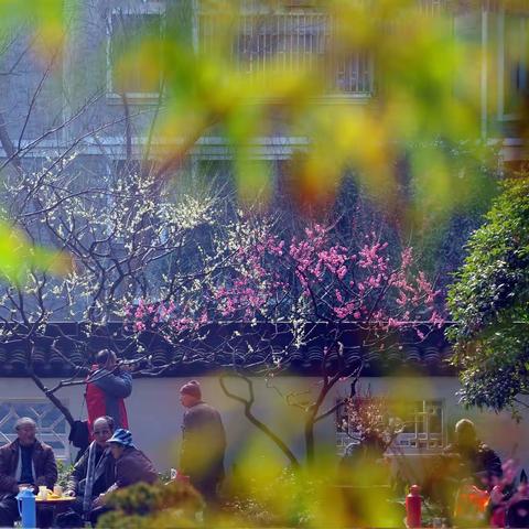 莘野梅园--莘庄公园