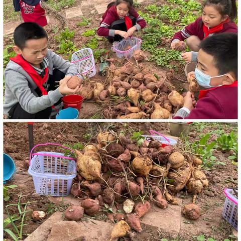 “薯”于我们的快乐——润禾班红薯大丰收