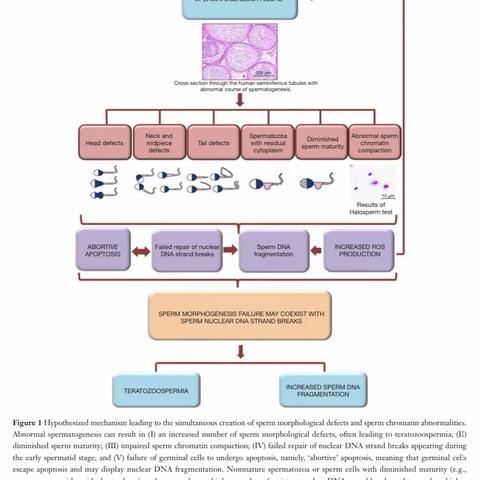 精子形态与DNA碎片的关联性，Relationship between sperm morphology and sperm DNA dispersion