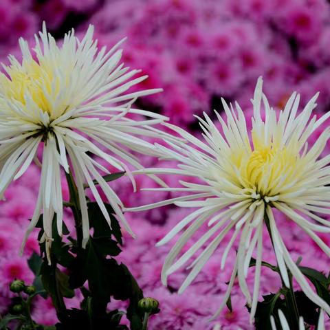太原植物园菊花展