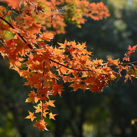 森林公园浪漫的秋天