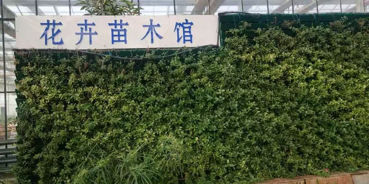高档苗木
