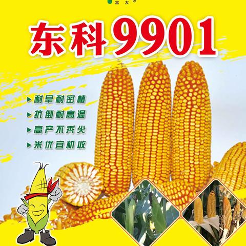 品种推介：多抗高产品种东科9901