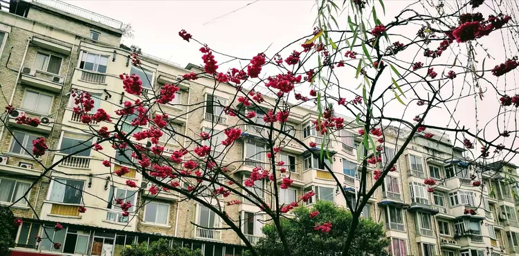 四川成都桂花苗基地有哪些