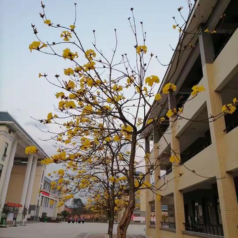 风铃花下展英姿——记浦北县第四中学国旗班训练日常