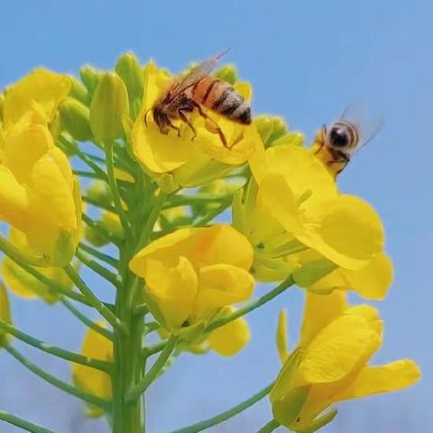 莱花节