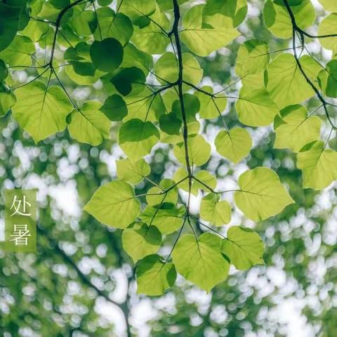 暑往秋来，袅袅秋风起，最美人间秋