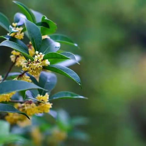 鹧鸪天.桂花词