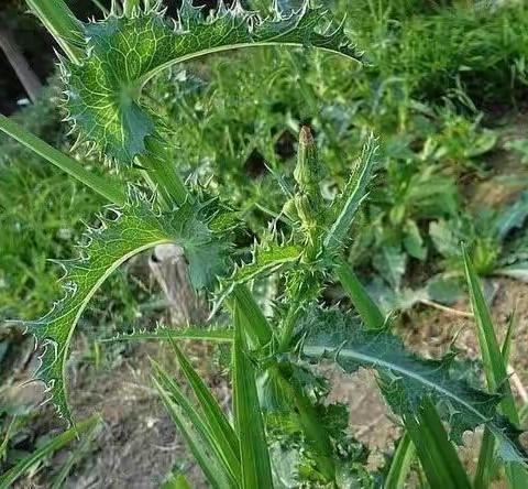 续断菊功效介绍