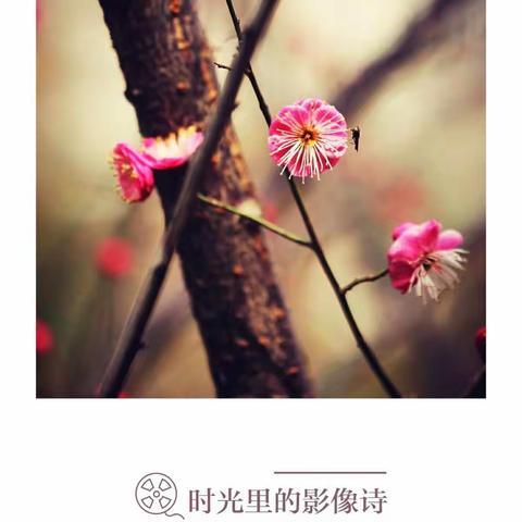 时光里的影像诗-红梅花儿开