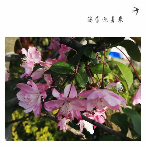 海棠春色-手机随拍