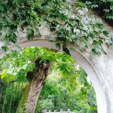 夏雨初霁水绘园(手机摄影)