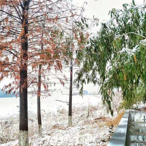 2018第一场雪-2018年1月4日七星湖生态公园(手机摄影)