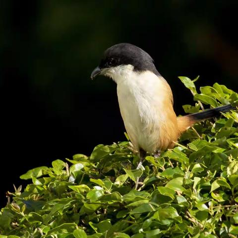 昆明天水佳园的鸟儿