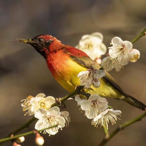 梅花上的太阳鸟