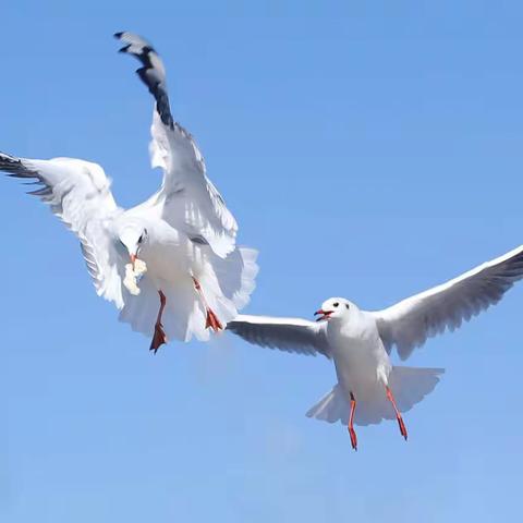 现场直播的美女