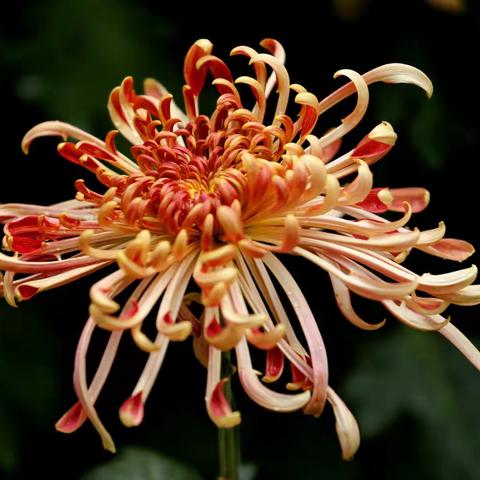 金秋菊花美呆了，哈哈。