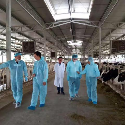绵阳基地公司总经理曾总到奶牛场检查指导工作并接待了伊利乳业奶源部张总等人商谈合作事宜