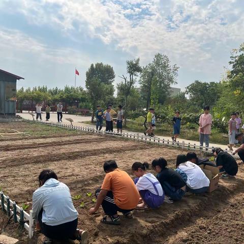 开展劳动实践 收获成长快乐——张庄镇张楼小学让劳动教育进学校、进课堂